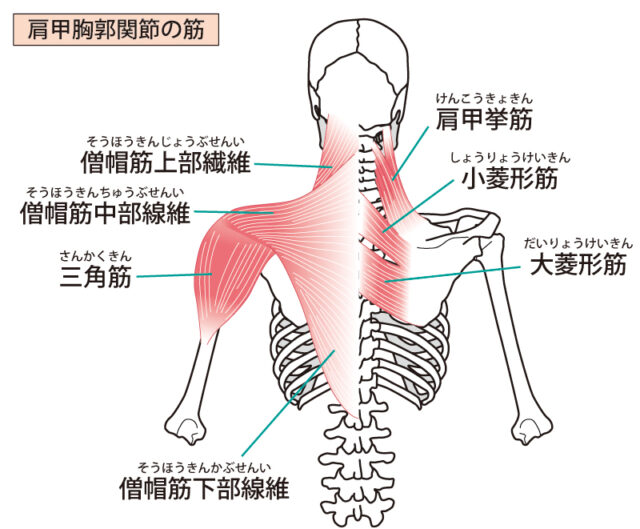 肩甲骨周囲の筋肉